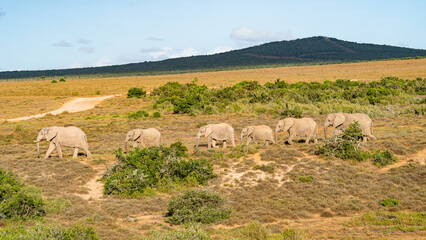 Line of elephants following the matriarch, Addo Elephant National Park, South Africa