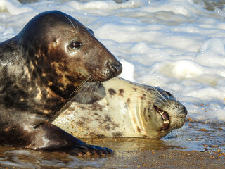 Obraz premium Male Grey Seal Looking Guilty