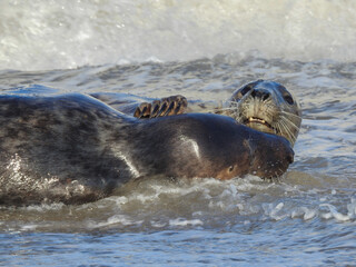 Obraz premium Grey Seals Swimming Together