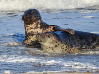 Obraz premium Grey Seal Breeding Season at Horsey Gap