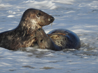 Obraz premium Grey Seals Playing in the Incoming Tide
