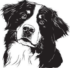 bernese mountain dog face