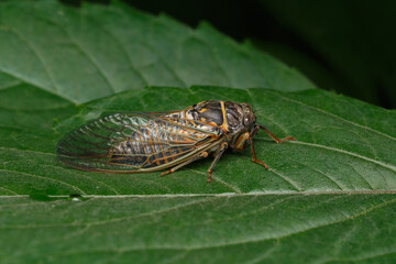 Cicada sits on a green leaf