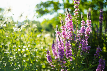 Purple loosestrife flowers blossoming in the garden on sunny summer day. Lythrum tomentosum or...