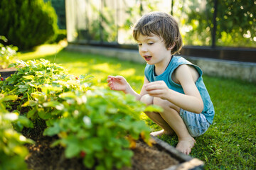 Cute little boy eating fresh organic strawberries on sunny summer day. Kid having fun on a strawberry farm.