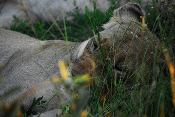 Africa- Wilslife- Extreme Close Up of the head of a Sleeping Lioness