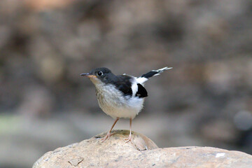 A Slaty-backed Forktail, known for its striking black-and-white plumage, stands alert near a stream, patiently waiting to catch insects — a graceful moment in its natural habitat.