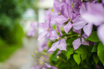 Flowering purple clematis in the garden. Flowers blossoming in summer.