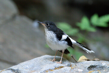 A Slaty-backed Forktail, known for its striking black-and-white plumage, stands alert near a stream, patiently waiting to catch insects — a graceful moment in its natural habitat.