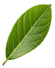 Obraz premium green-leaf isolated on white background png, ai generated