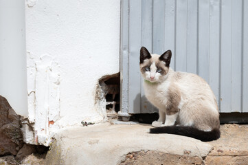 Un preciosos gato sentado en la puerta de un pueblo español.