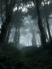 Obraz premium A spooky foggy haunted forest nature plant tree