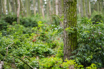 Fototapeta premium A lush, mossy forest at the Curonian Spit in Lithuania, filled with tall pine trees and dense undergrowth, evoking a sense of quiet, untouched wilderness.