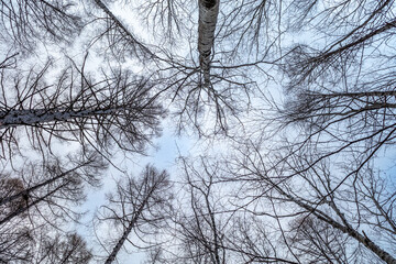 Leafless trees in forest in winter season under blue sky in Japan, for background