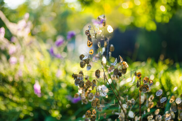 Lunaria annua, commonly called honesty or annual honesty in the garden on sunny summer day. Silver...