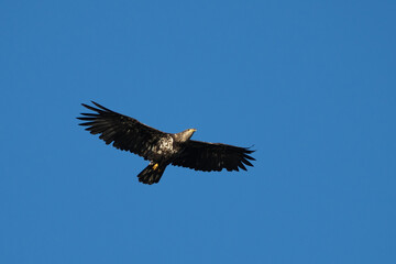 Juvenile bald eagle flying overhead