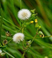 yellow flowers in the garden,Fluffy Seed Heads of Common Groundsel.