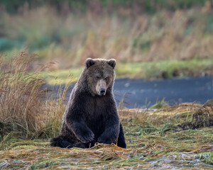Sitting bear about to launch up to a run