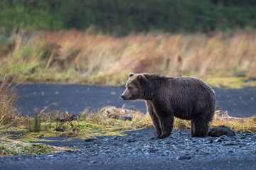 Young Kodiak bear on the black sand of a river edge