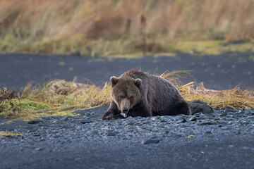 Morning sun on a Male Kodiak bear grooming