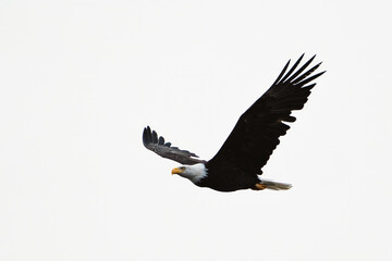 Adult bald eagle against a bleek sky