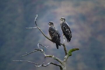 Two juvenile bald eagles in a dead tree