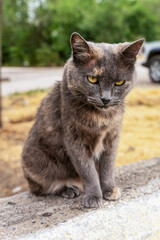 Obraz premium A stray mongrel young gray-white cat with yellow eyes sits on a concrete parapet and anxiously looks at the camera, a bloody wound is visible on his head, vertical photo.