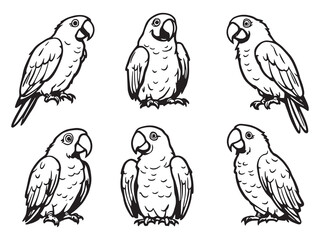 Macaw Line Art Illustration
