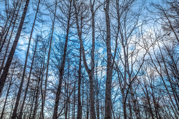 Leafless trees in forest in winter season under blue sky in Japan, for background
