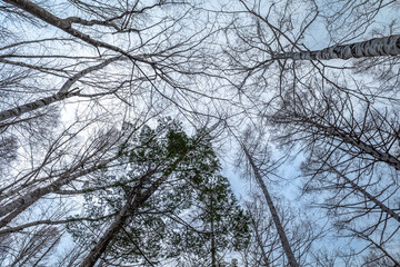 Leafless trees in forest in winter season under blue sky in Japan, for background