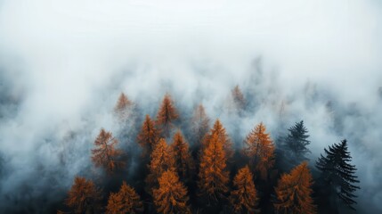 Fototapeta premium An aerial view of a misty forest with tall trees in autumn colors, creating a serene and mysterious atmosphere representing nature's beauty and seasonal changes.