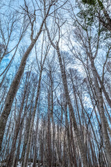 Leafless trees in forest in winter season under blue sky in Japan, for background