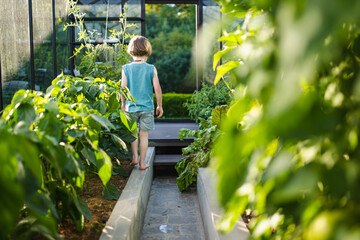 Cute little boy having fun in a greenhouse on sunny summer day. Child helping with daily chores.
