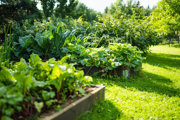 Cultivating strawberries in summer season. Growing own herbs and vegetables in a homestead.