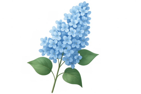 Beautiful light blue lilac flowers with green leaves isolated on transparent background, perfect for spring and summer projects