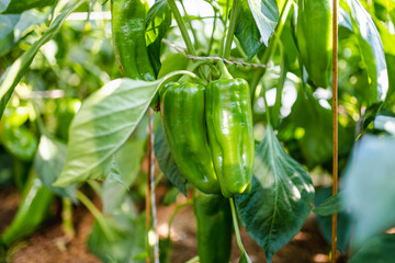 Cultivating bell peppers in a greenhouse on summer day. Growing own fruits and vegetables in a...