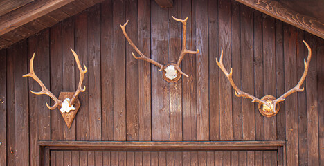 Mounted deer antlers on a rustic wooden wall of a mountain cabin