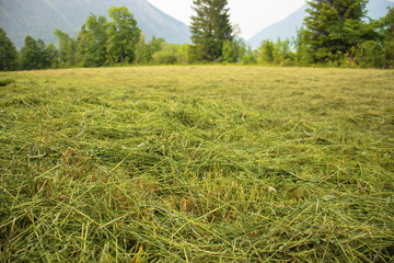 Freshly cut grass field in the Alps with forest and mountains in the background