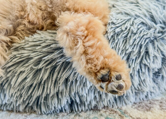 Back foot toe pads on fuzzy malipoo lazing on a dog bed