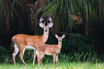 Family of white-tailed deer (Odocoileus virginianus) in Highlands Hammock State Park in central...