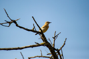 the isabelline wheatear on a branch
