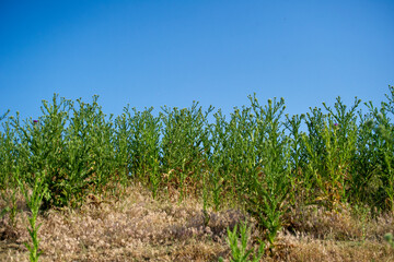 a plants of thistle against blue sky