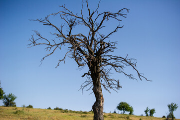 lonely tree on a hill