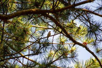 the european goldfinch on the pine tree