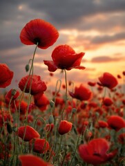 Fototapeta premium Scenic field of vibrant red poppies blooming under a serene sunset sky creating a solemn and poignant memorial for the sacrifices of soldiers who died in war