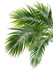 palm leaves png isolated on white background