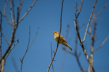 the corn bunting perched on a branch against a blue sky