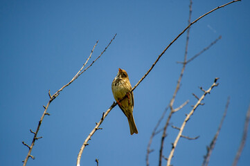 the corn bunting perched on a branch