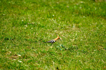 the eurasian hoopoe in grass © Andrey