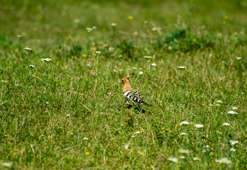 the eurasian hoopoe in grass © Andrey